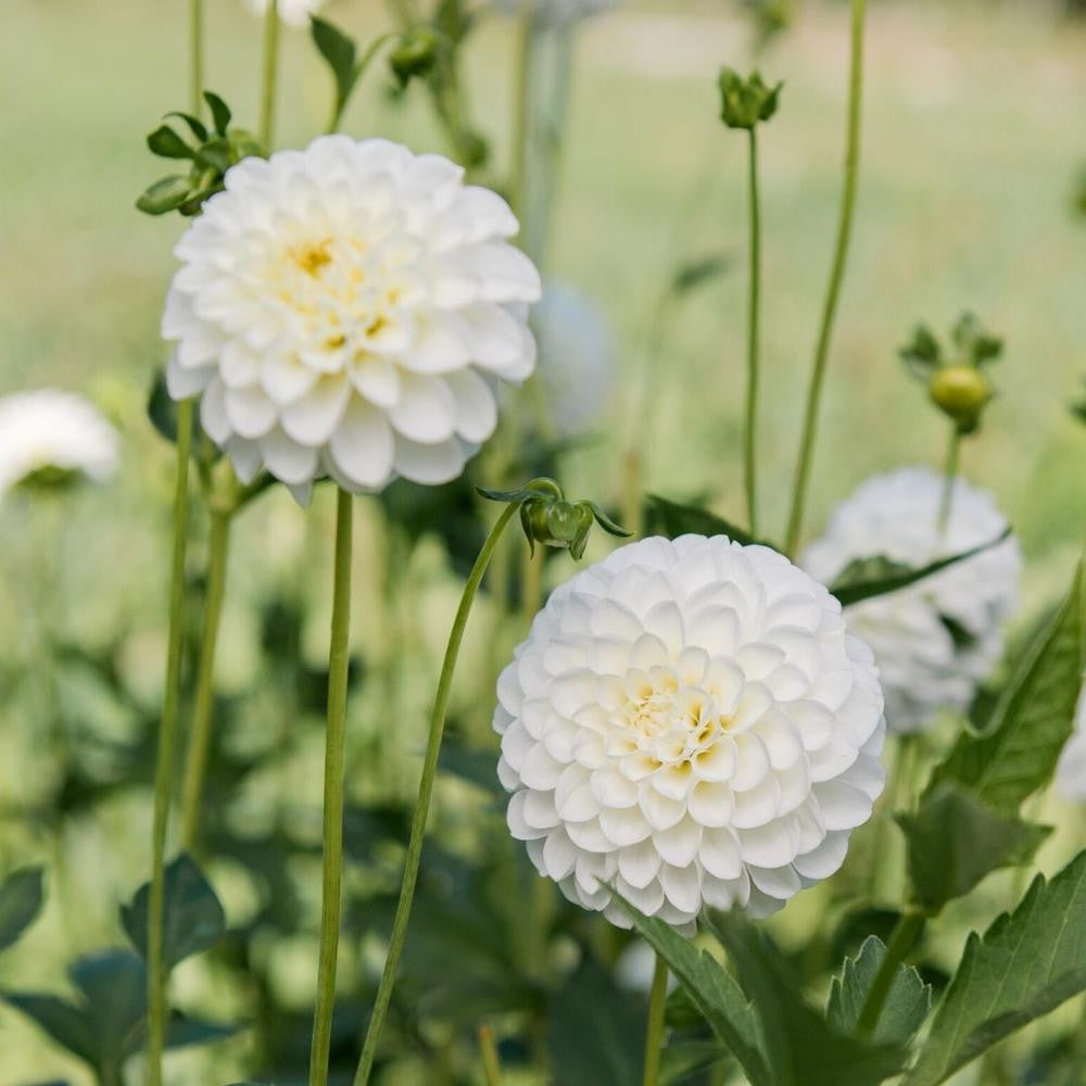 Dahlia Ball Petra's Wedding - 2 tuber clumps - Longfield Gardens