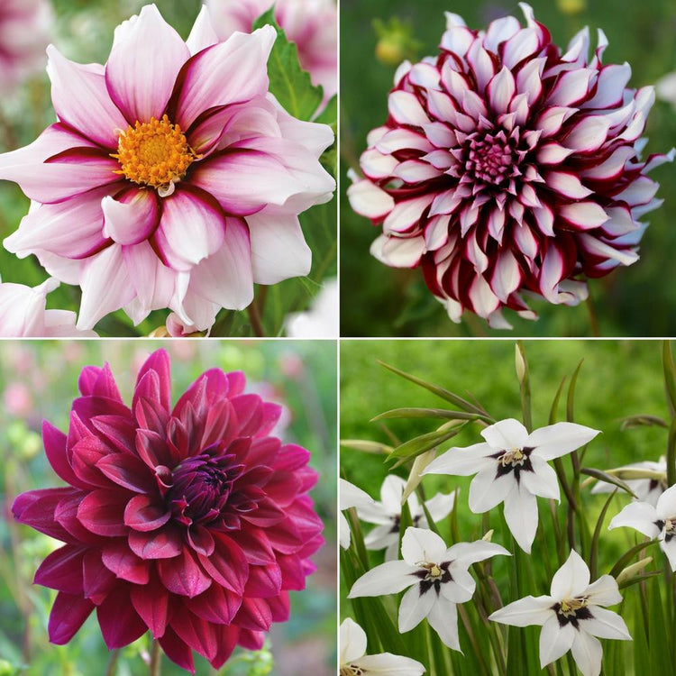 A collection of four summer-blooming flowers in variations of burgundy and white, featuring dahlias Edge of Joy, Tartan and Rip City as well as fragrant acidanthera.