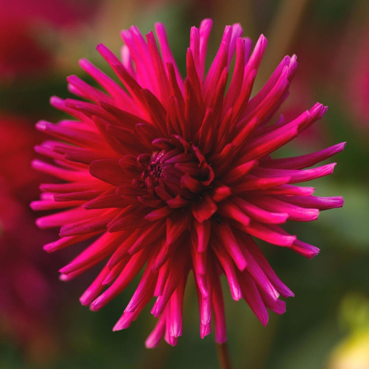 Dahlia Cactus Orfeo