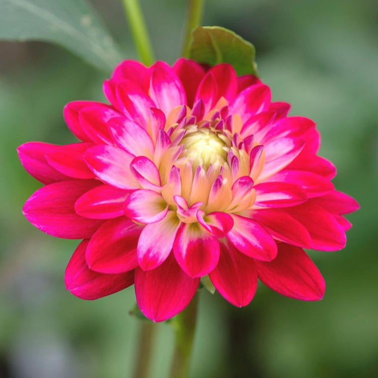 Decorative dahlia Senior's Dream, showing a newly opened flower with red petals and a pink center.