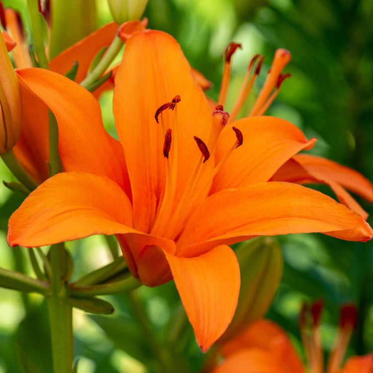 Brunello, a bright orange Asiatic lily that blooms in June on sturdy, 3-foot stems.