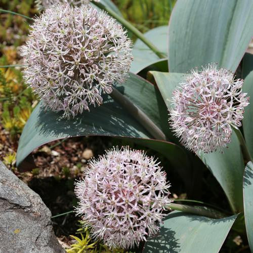 Allium karataviense in full bloom, surrounded by its distinctive blue-green foliage.
