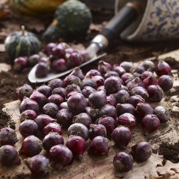 Scilla bulbs lying on a rustic wood tabletop, ready for fall planting.