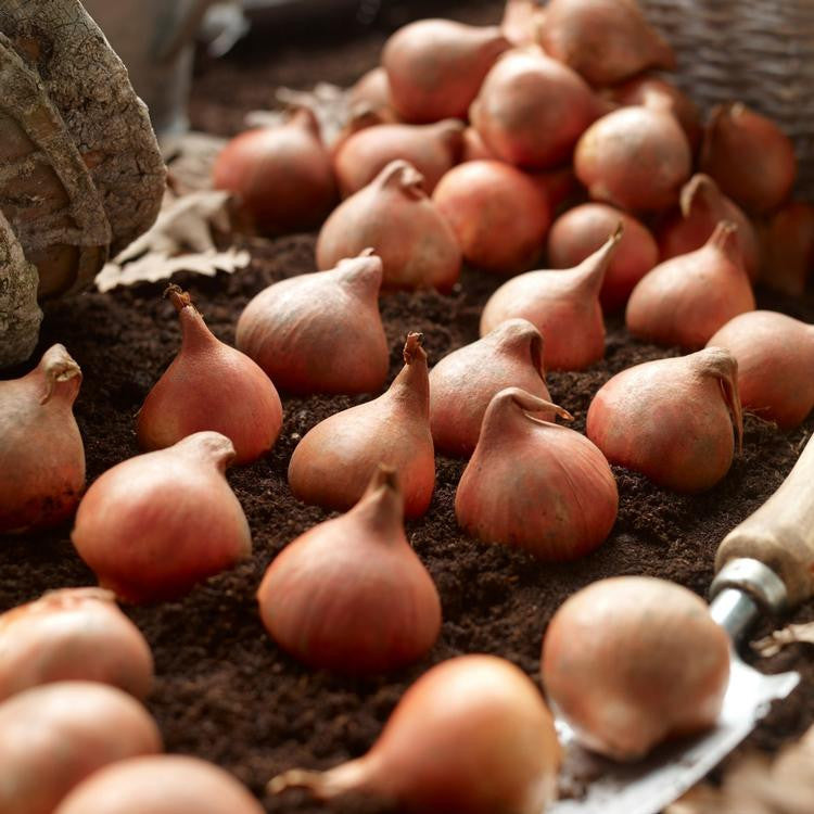 A pile of two dozen large tulip bulbs and a garden trowel ready for fall planting.