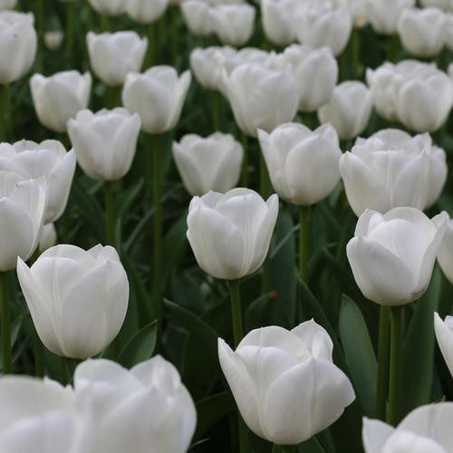 A large planting of Triumph tulip Royal Virgin showing the pure white flowers glowing in early morning light.