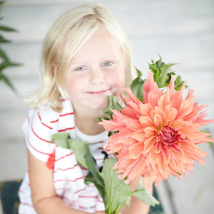 A young girl holding a single stem of pale orange dahlia Belle of Barmera to emphasize the enormous flower size.