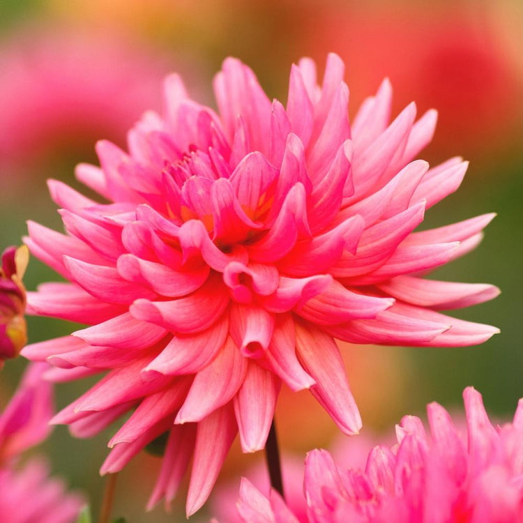 Dahlia Dinnerplate Pinkie Swear