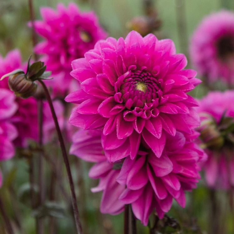Multiple blossoms of decorative dahlia Cantiflora in a garden setting, showing the rich, raspberry and pink color of the flowers.