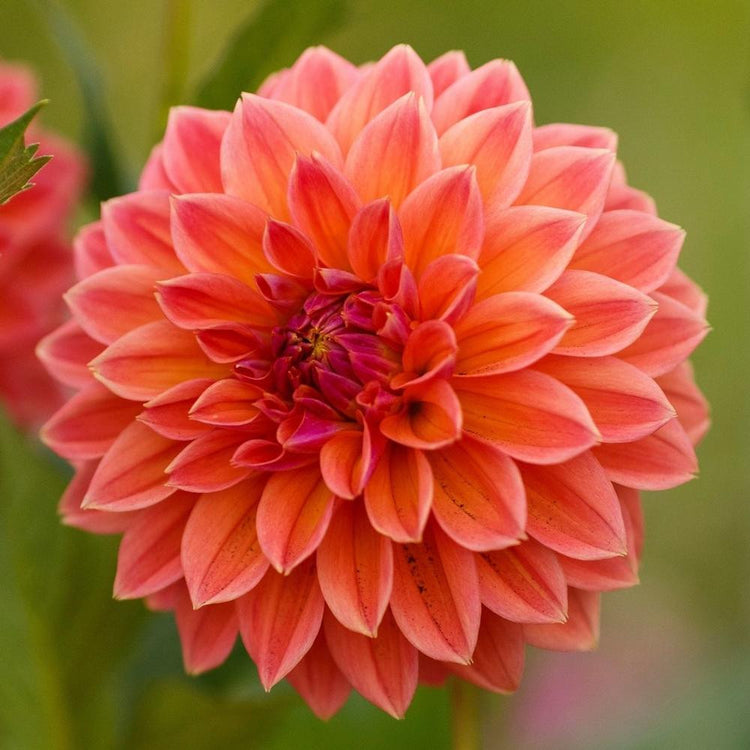 A single blossom of the decorative dahlia Fur Elise, showing this variety's salmon pink petals with raspberry markings.