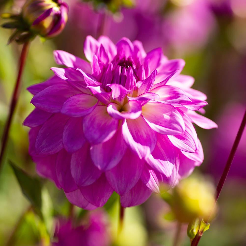 Dahlia Decorative Lake Michigan - 3 tubers - Longfield Gardens