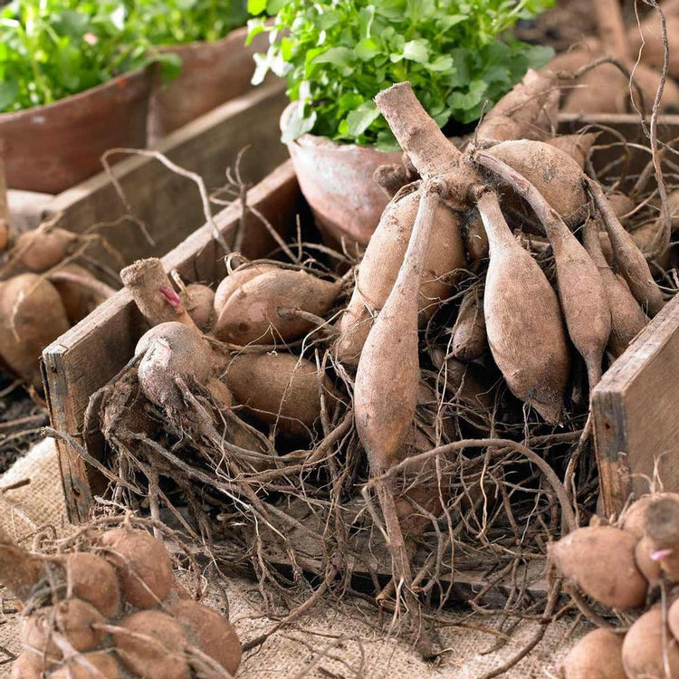 Clumps of dahlia tubers in a rustic wood tray, showing how each clump has a stem, neck and sprouts.