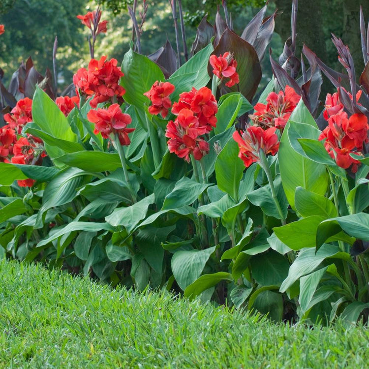 Canna Fire Dragon blooming in a home landscape showing the plant's lush tropical foliage and brilliant red flowers.