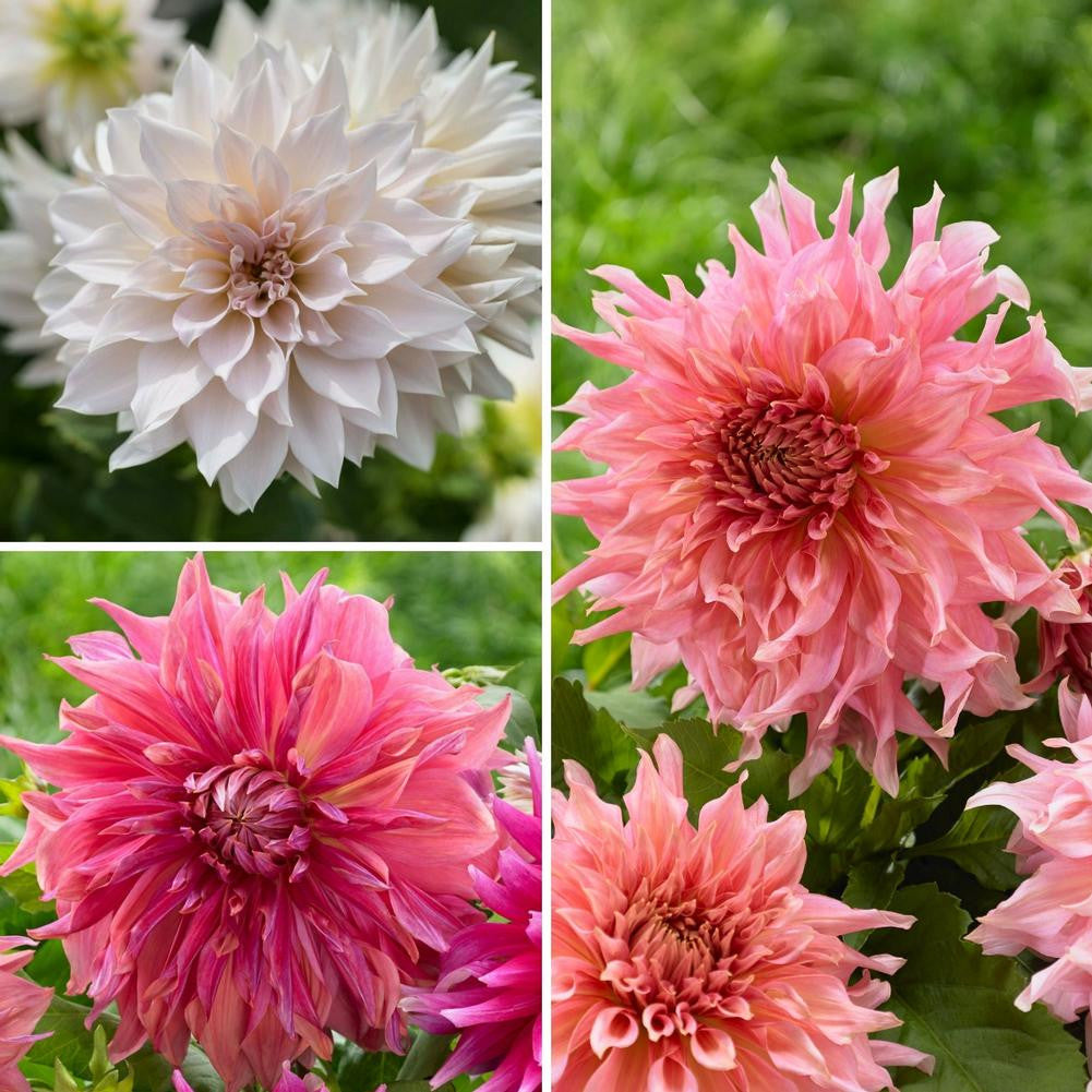 Dahlia Assorted Flirty Fleurs Ravenna Collection - 6 tuber clumps