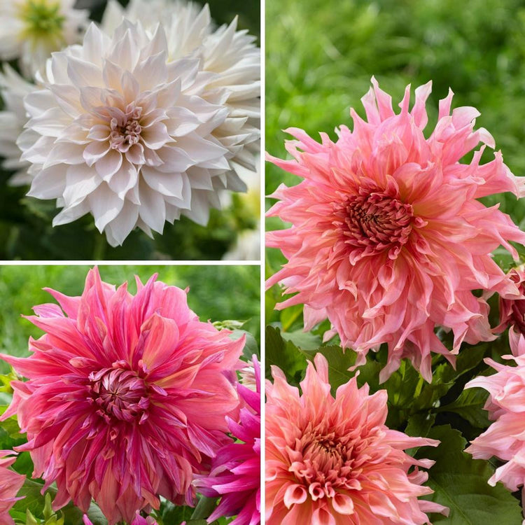 Three different types of dinnerplate dahlias in complementary shades of rose, peach and pale pink, featuring the varieties Break Out, Penhill Watermelon and Penhill Dark Monarch.