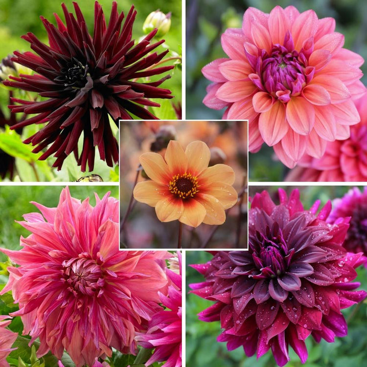Individual photos of five different dahlias in shades of burgundy and pink, featuring the varieties Penhill Watermelon, Rip City, American Dawn, HS Date and Tamburo.