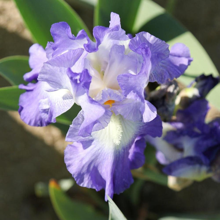Bearded Iris City Lights