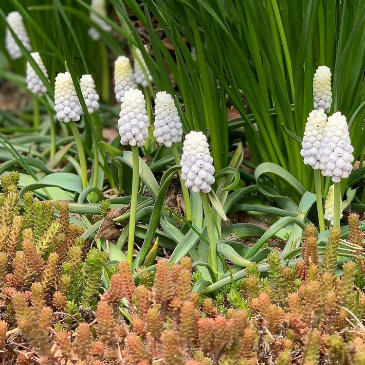 The unusual all-white flowers of grape hyacinth Muscari Siberian Tiger.