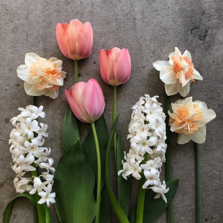 A tabletop portrait of pink and white spring blooming bulbs, featuring hyacinth Aiolos, daffodil Delnashaugh and tulip Mysteic Van Eijk.