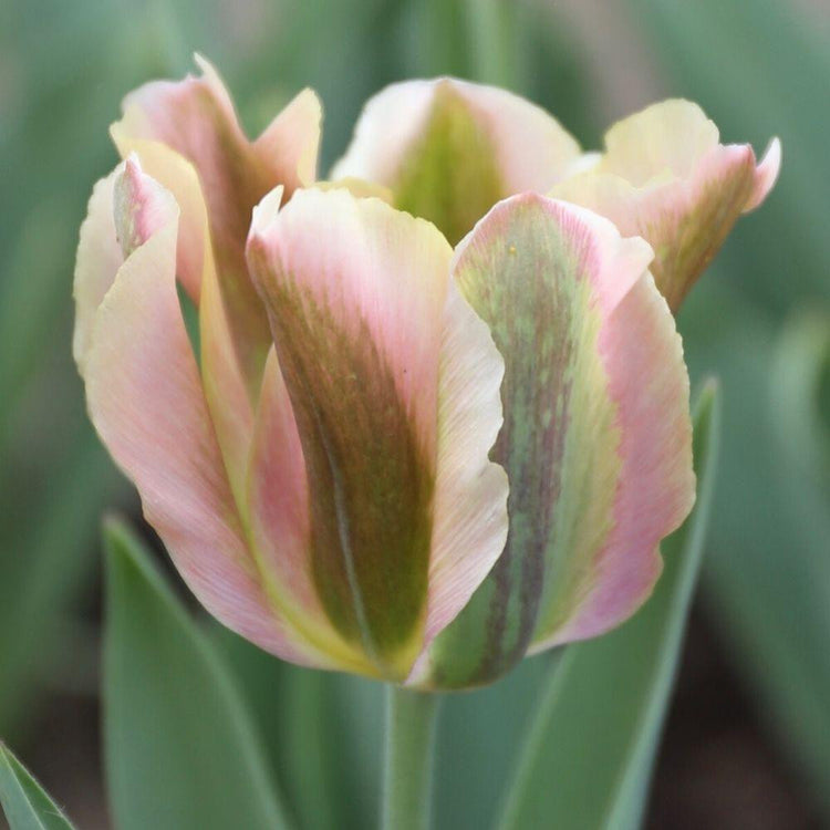 A single blossom of viridiflora tulip Artist, showing a mature flower with softer petal colors of cream, pink and olive green.