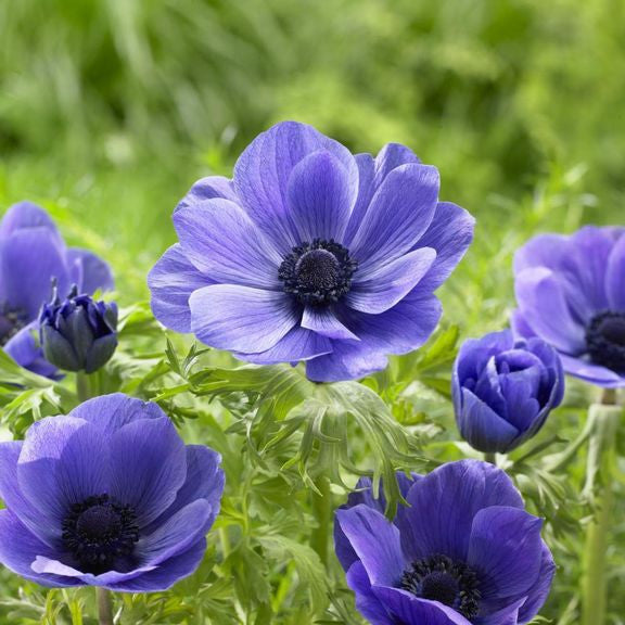 The purple and blue flowers of De Caen anemone Mr Fokker.