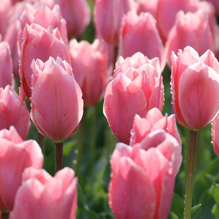 Group of Albert Heijn early-blooming Emperor or Fosteriana tulips in a garden setting showing pink petals with white tips and a lavender sheen.