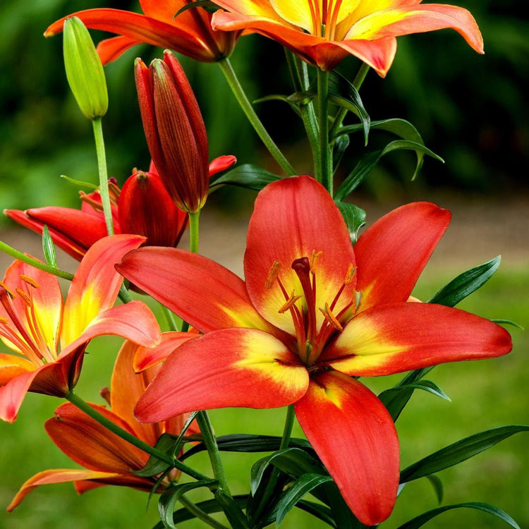 Asiatic lily Forever Linda blooming in a summer garden, showing the vivid red-orange flowers with bright yellow centers.