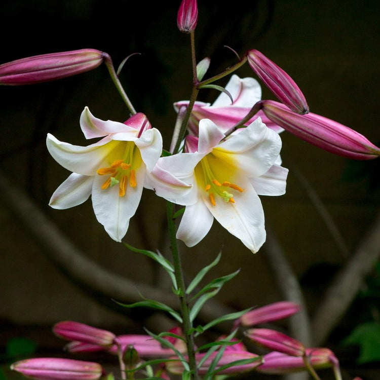 Trumpet lily Regal, displaying large white flowers with golden yellow centers and deep pink buds.