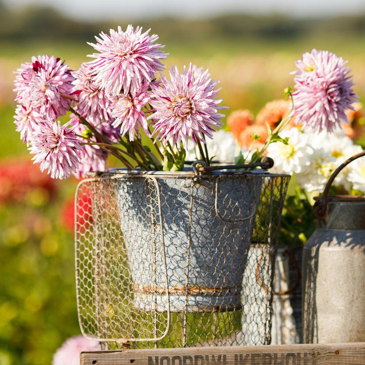 A galvanized bucket filled with the white and cranberry-pink flowers of cactus dahlia Hy Trio.