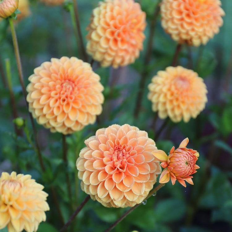 Multiple blossoms of the ball dahlia Maarn in a garden setting, showing the flowers' pale orange color and perfectly round form.