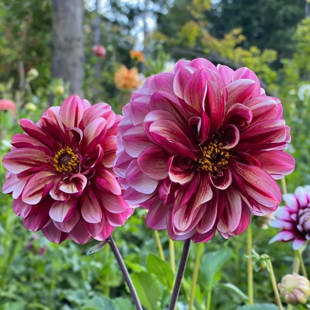 Dahlia Decorative Senior's Hope - 3 tubers - Longfield Gardens