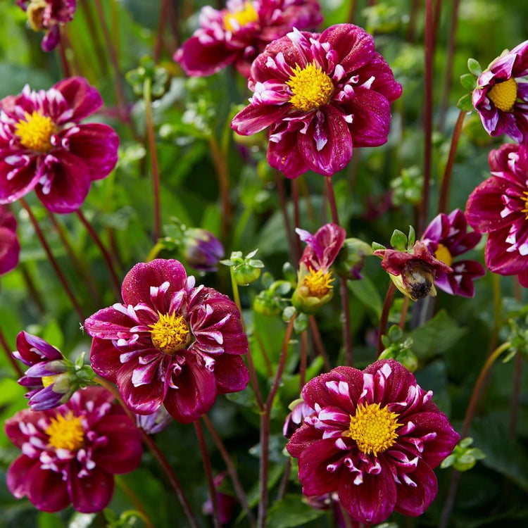 The dark red, daisy-like flowers of dahlia Impression Fantastico, shown in a summer garden.