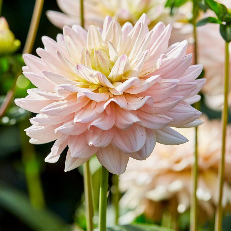 Side view of the decorative dahlia Diana's Memory in a sunny garden, featuring a single blossom with cream and pale pink petals and a pale yellow center.