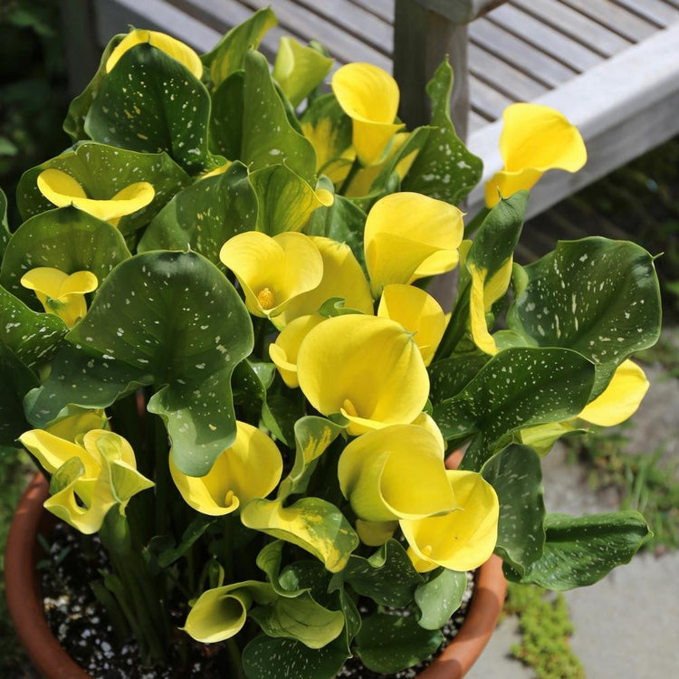 Calla Lily Gold Crown