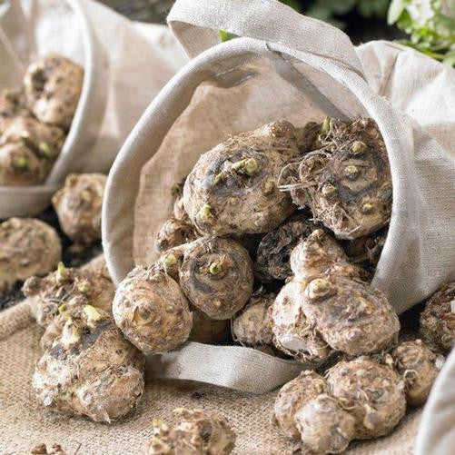 Calla lily bulbs ready for spring planting.