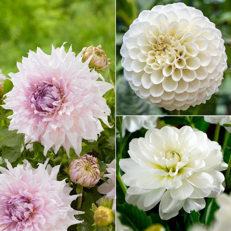 Flowers representing three different varieties of dahlias, dinnerplate dahlia Shiloh Noelle, waterlily dahlia White Onesta and ball dahlia Petra's Wedding.