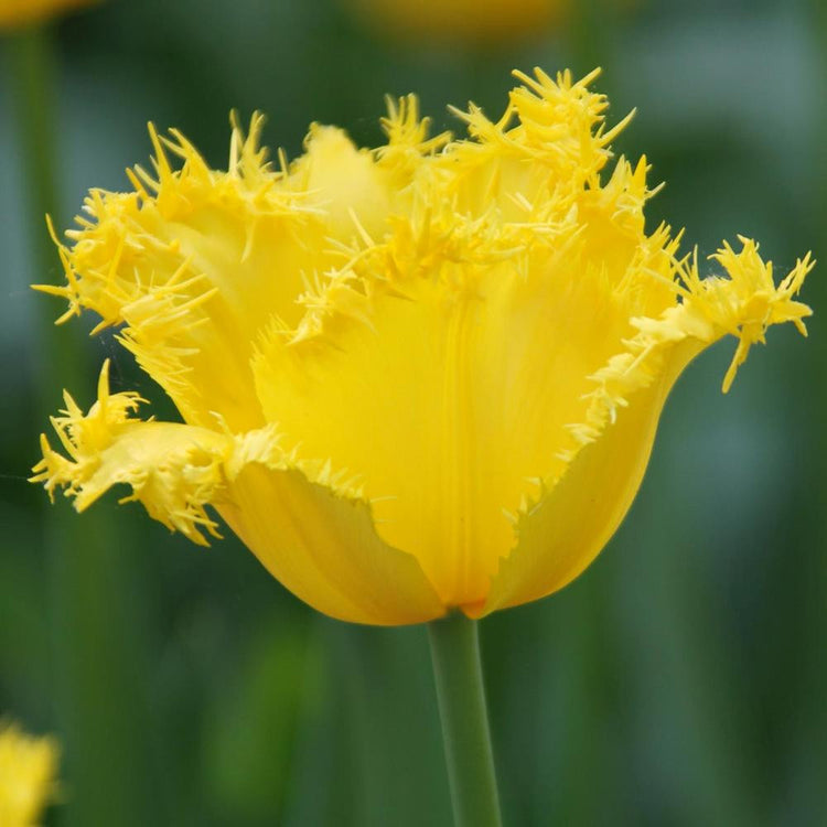 Single flower of fringed tulip Maja showing mature a blossom with fully open, solid yellow petals.