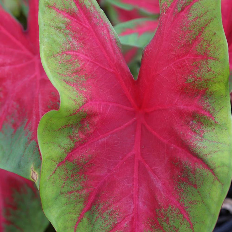 Close up of a lime green and red leaf of caladium Florida Cardinal, a foliage plant for sun or shade.