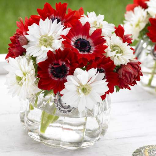 A small bouquet of red and white anemones in a clear glass vase.