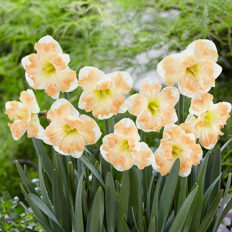 Daffodil Split Corona Cum Laude