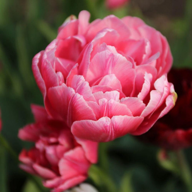Deep pink double late tulip variety Aveyron showing one flower from above.