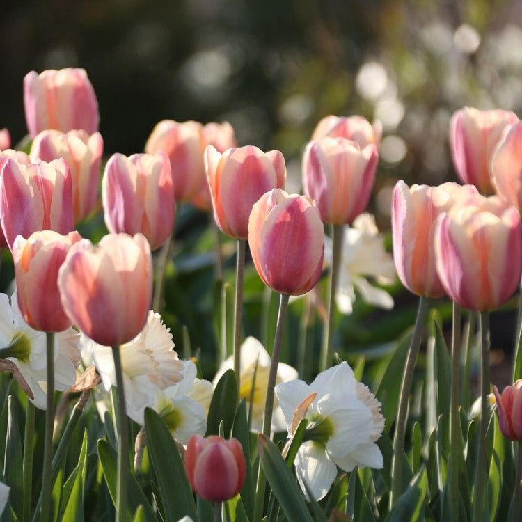 A sunny spring garden filled with the soft pink and coral pink flowers of Triumph tulip Apricot Foxx.