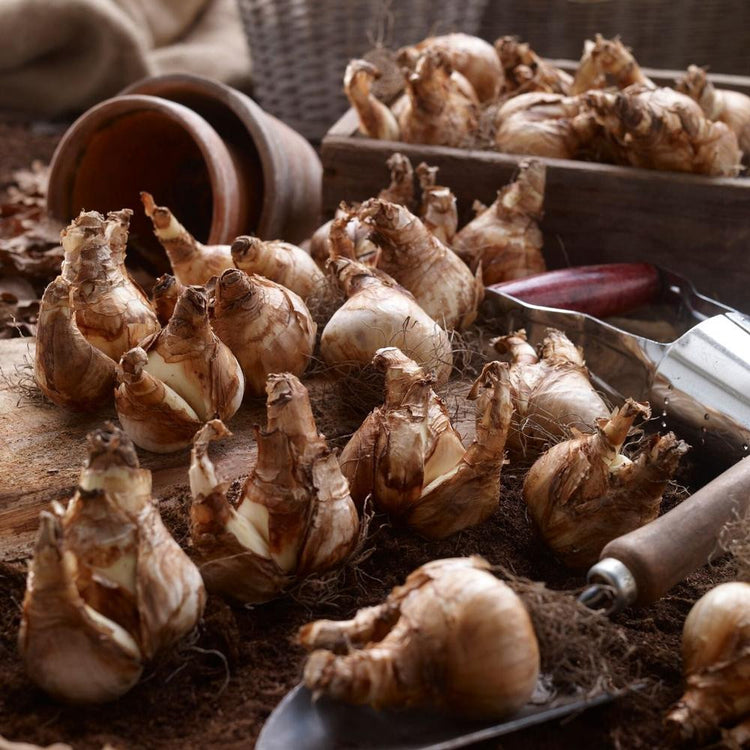 More than a dozen large daffodil bulbs, grouped on a wood potting bench with clay pots and a garden trowel.