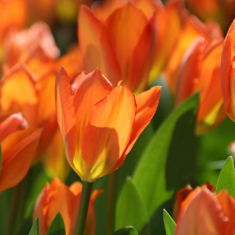 Flowers of fosteriana tulip Orange Emperor in morning light showing open flowers with large, bright orange petals and creamy yellow markings.