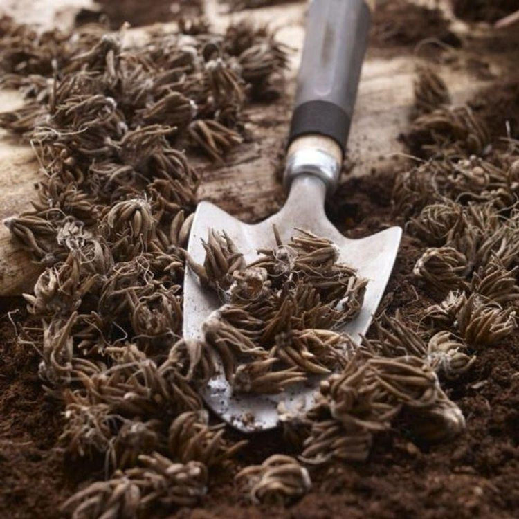 Dozens of ranunculus corms and a garden trowel lying on a rustic wood table, ready for planting.