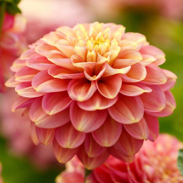 A side view of decorative dahlia Milena Fleur, showing this flower's beautiful form and lovely color, which combines peach-pink with pale yellow.