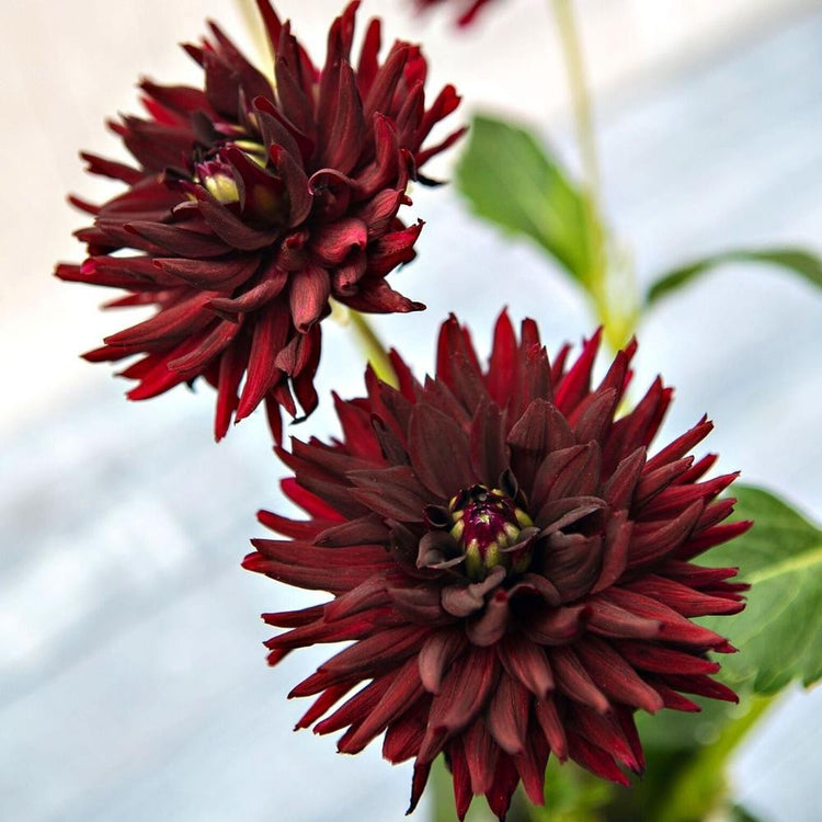 Cactus dahlia Tamburo, showing two spiky, deep maroon flowers in a vase with a grey background.