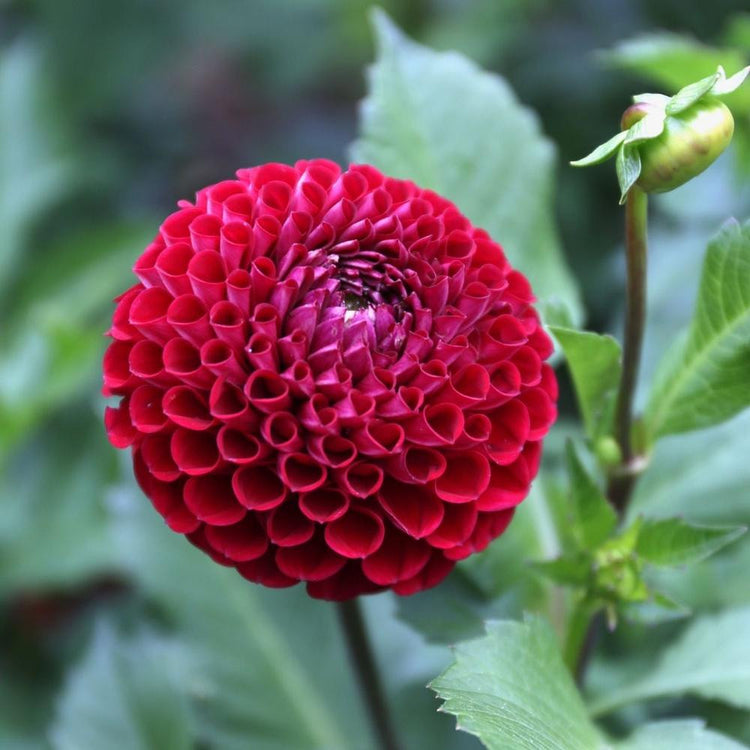 Single blossom of a deep red ball dahlia, featuring the variety Cornel, which is known for its rich color and abundant flower production.