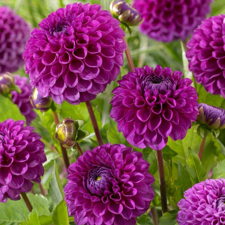 Ball dahlia Jowey Nina, showing multiple blossoms  with a perfectly round shape and deep, raspberry and violet petals.