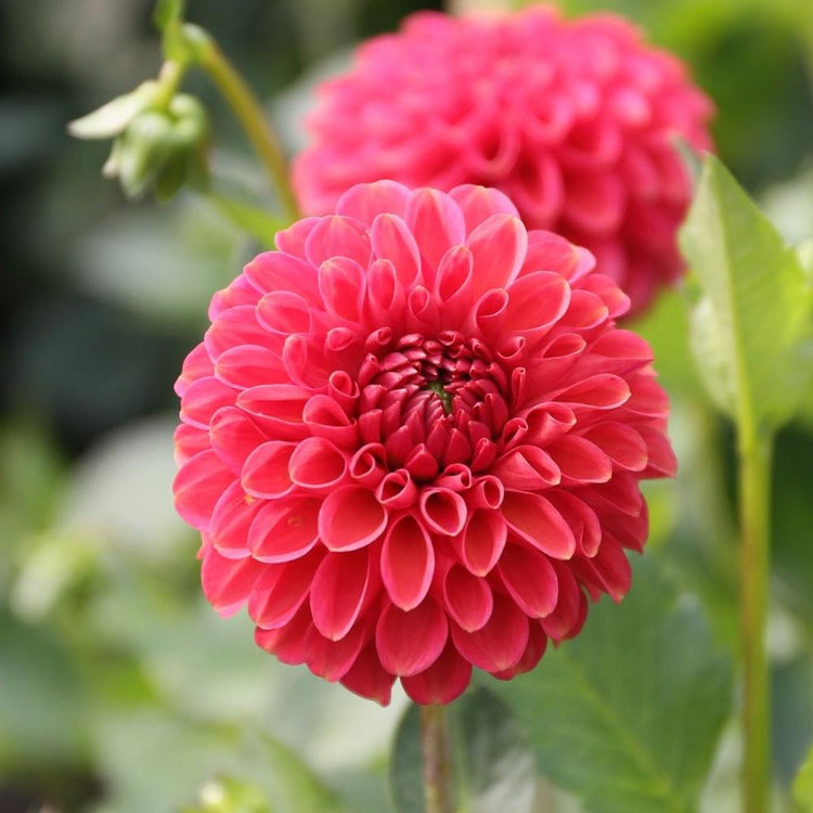 Two blossoms of ball dahlia Zundert Mystery Fox in a garden setting, showing this variety's unusual coral and terra cotta flower color.