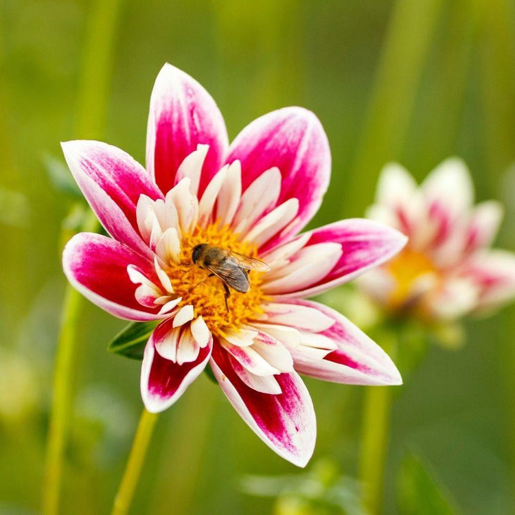 A honeybee gathering golden pollen from the white and cranberry red flowers of collarette dahlia Fashion Monger.